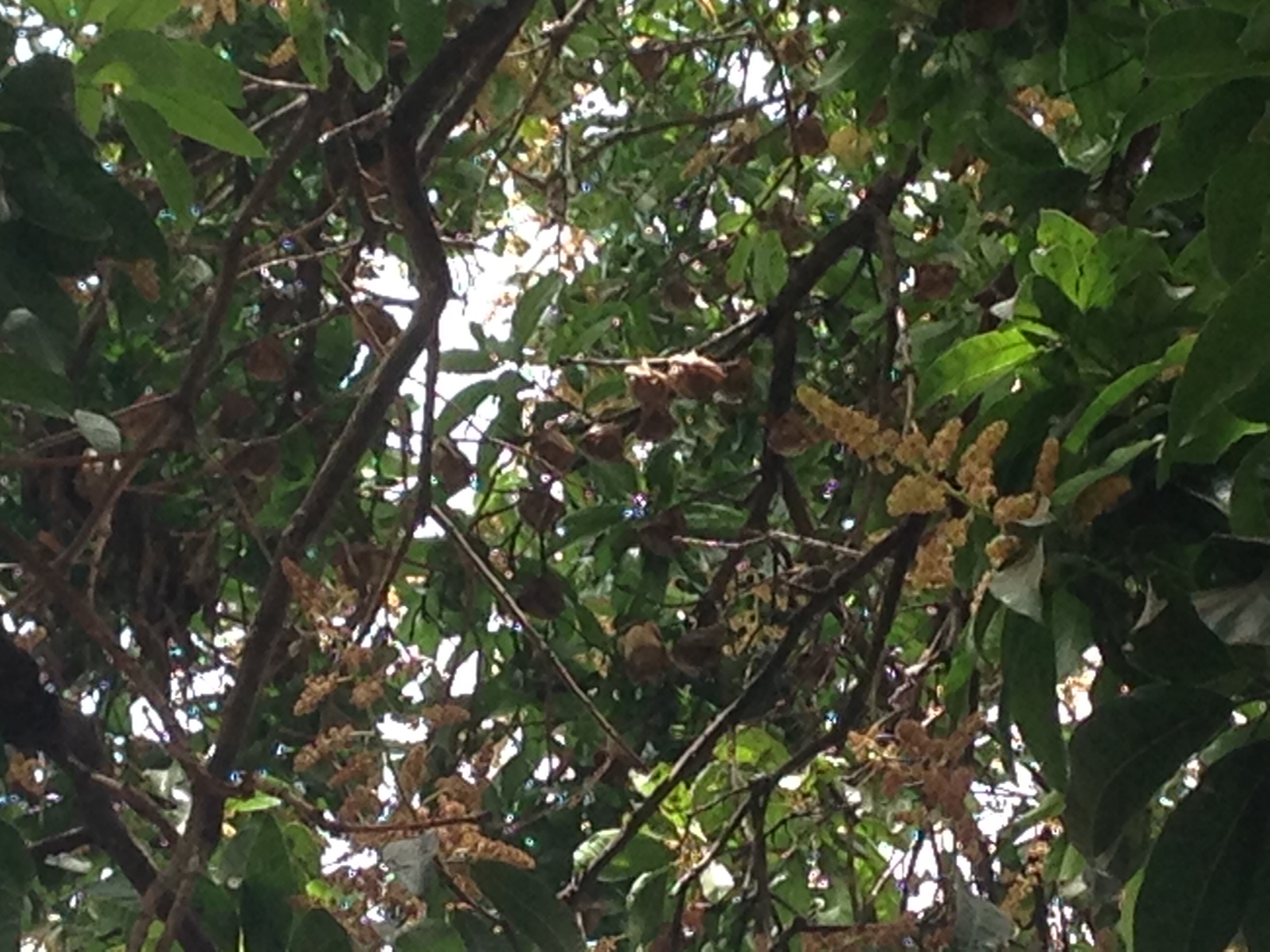 A group of red bats under a mango tree not far from Kampti