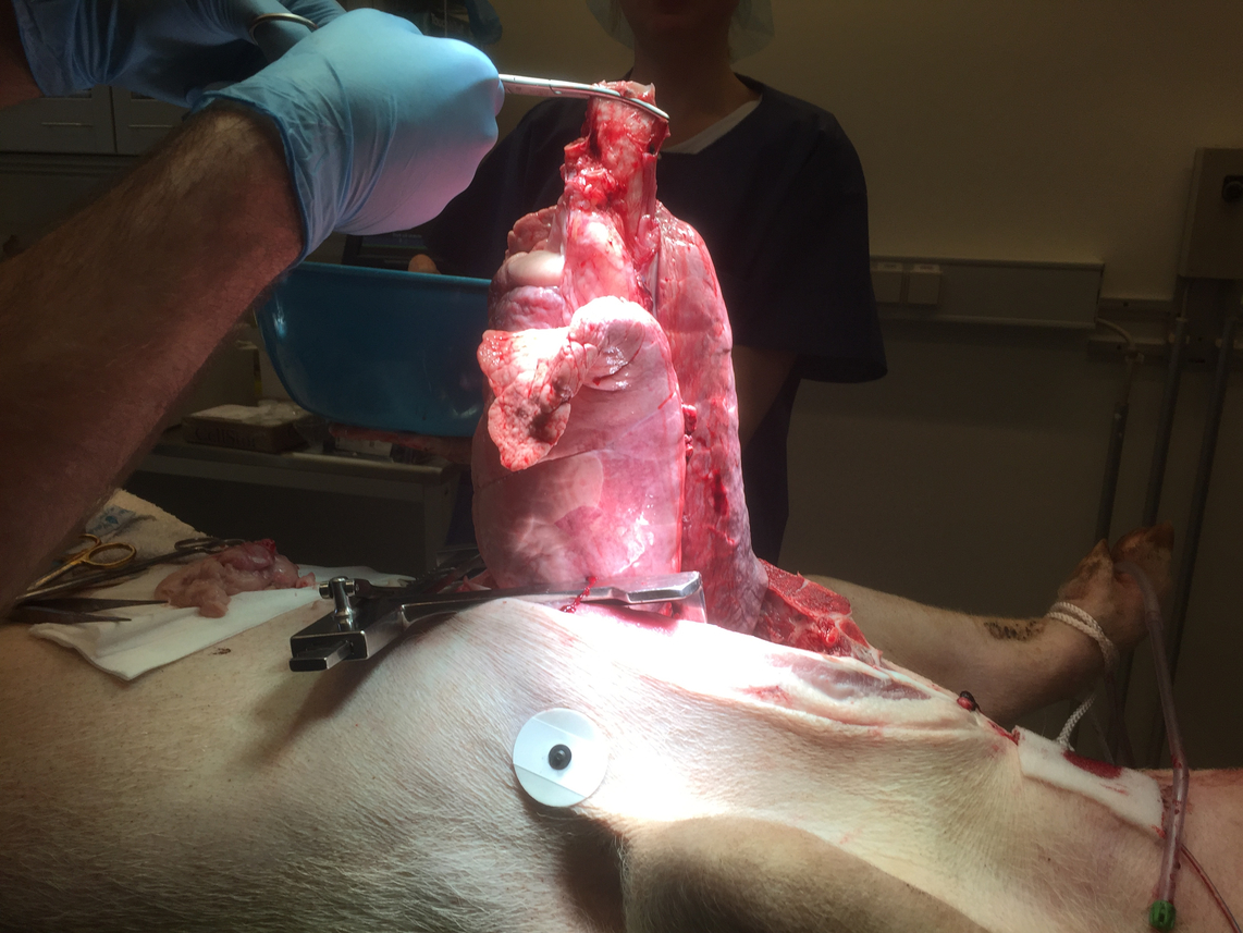 Removing organs from the dead pig.