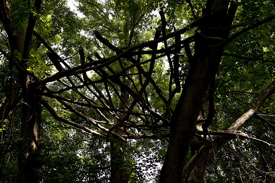 3. Tree-fort structure composed of branches, rope, and string, located between bike trail and riverfront, East London, June 2014