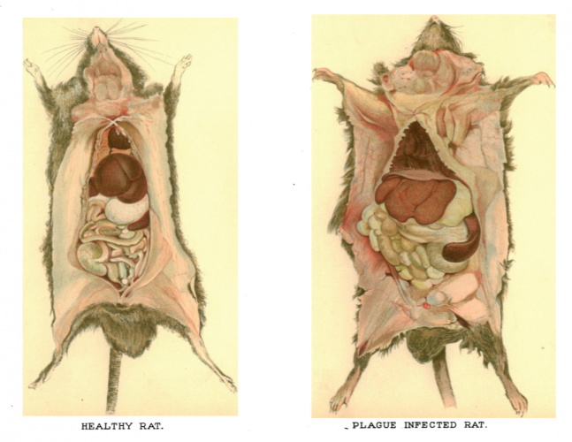 Figure 2. Drawings of healthy and infected rats pinned to the board and dissected Source: Edwin Wilson (illustrator) in Plague Commission (1907a), Plate VII