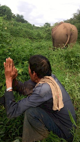 Figure 1. A mahout praying to a forest divinity to ask for protection of his elephant before releasing him in the forest. Source: Lainé 2015