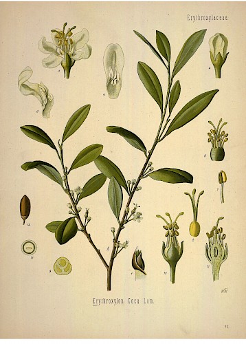 Botanical illustration of coca from Köhler&amp;amp;amp;amp;amp;amp;amp;#039;s Medizinal Pflanzen (1887)