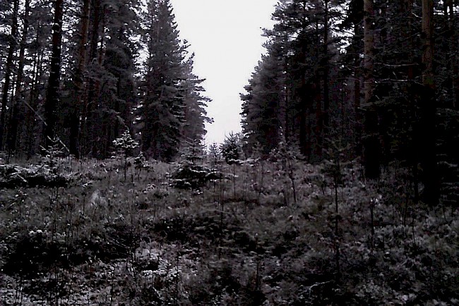 1. Forest near Oulu, in the Northern Ostrobothnia region of Finland, 2013. All photos by author.
