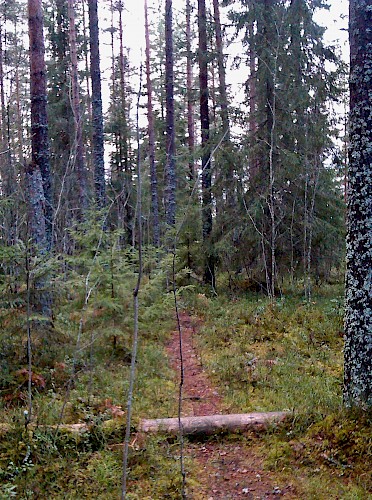 4. Forest near Savonlinna in clear light, 2013.