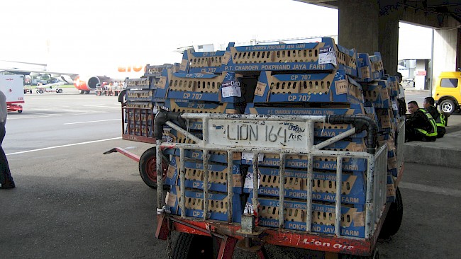 Figure 1. Chicks from the Thai-owned Charoen Pokphand arrive at the Jakarta airport. Photo by C. Lowe.