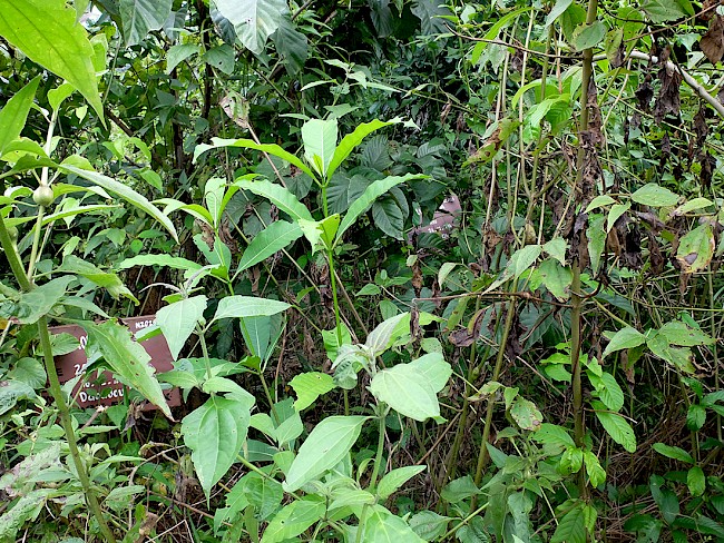 3. Ebola victims’ cemetery and coffee plants. Forest Guinea, 2017. Photo by the author.