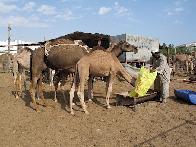 Figure 1. A Sudanese worker feeding camels in Central Market (Doha, November 2014). Source: Sarah Cabalion.