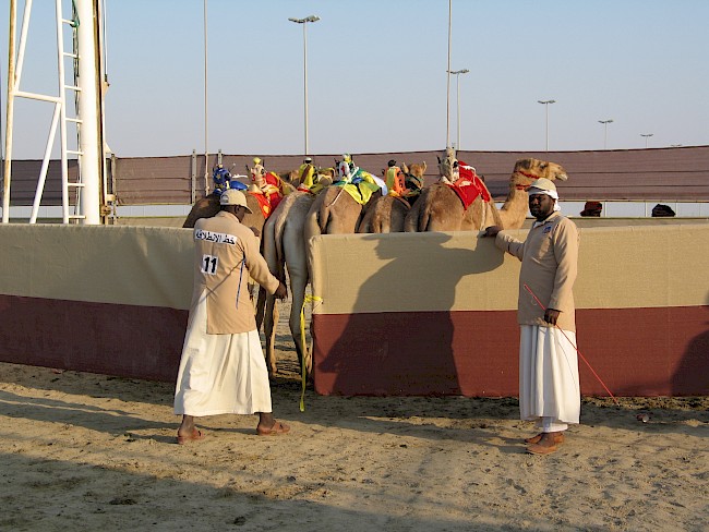 Figure 2. Racing camels with robot jockeys before the start of the competition (Al Shahaniya tracks, December 2014). Source: Sarah Cabalion.