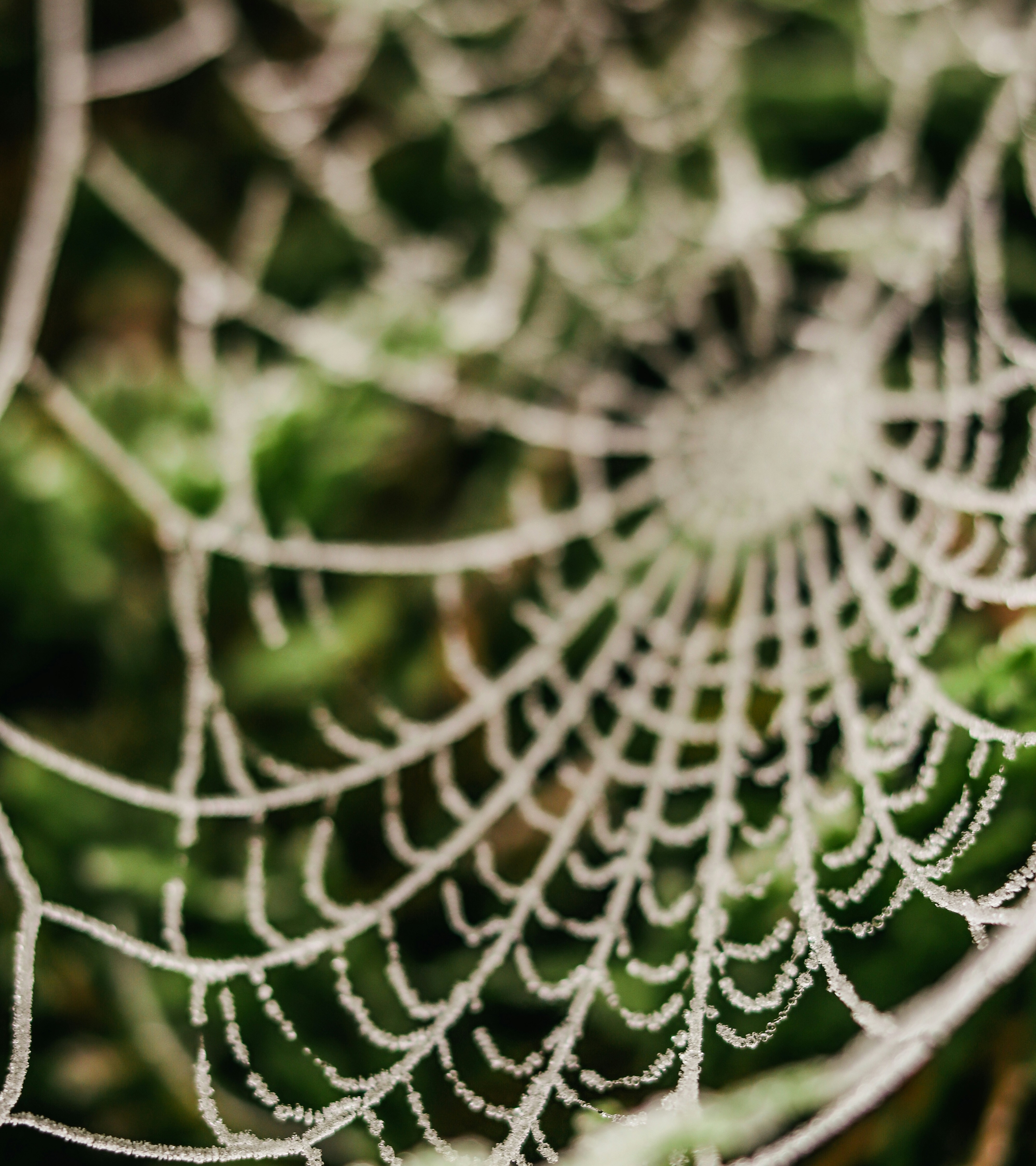 					View Vol. 36 No. 1 (2025): Family
				